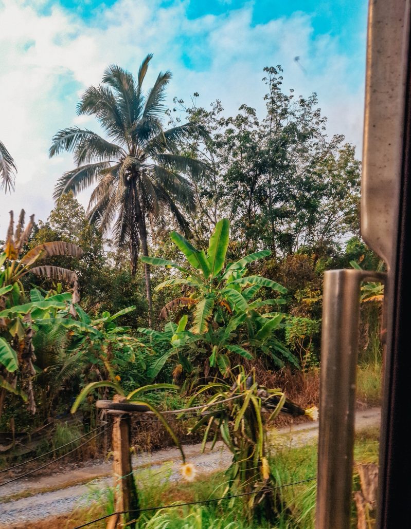 Scorci dal treno della giungla in Malesia